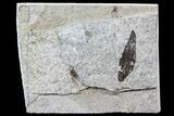 Fossil March Fly (Plecia) & Leaf - Green River Formation #67652-1